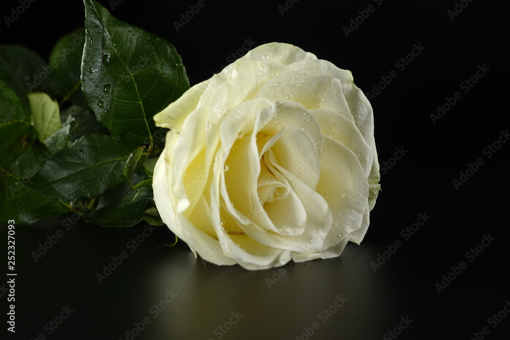 Rose. Rose.