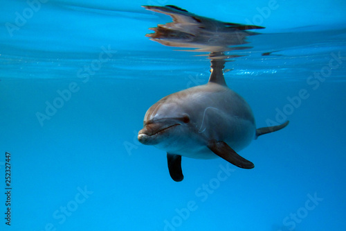 Amazing underwater world - dolphins in the Red Sea.