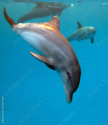 Amazing underwater world - dolphins in the Red Sea.