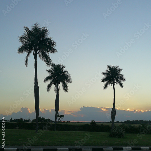 Palm trees in Cuba during sunset