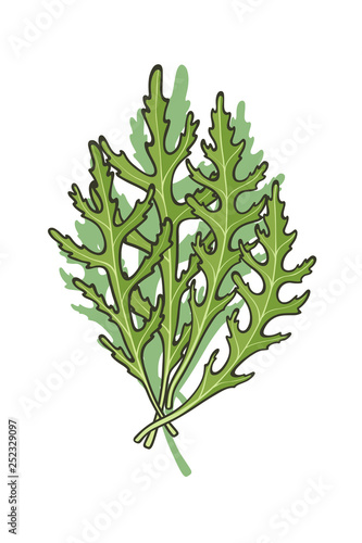 Hand drawn icon of green fresh arugula (rucola)