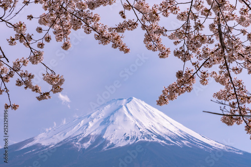 Close-up snow covered Mount Fuji ( Mt. Fuji ) with blue sky background in pink sakura cherry blossoms springtime sunny day. Lake Kawaguchiko, Town Fujikawaguchiko, Yamanashi Prefecture, Japan