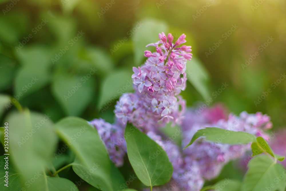 Lilac Syringa vulgaris in the spring park. Soft selective focus. Copy space Lilac Syringa vulgaris in the spring park. Soft selective focus. Copy space