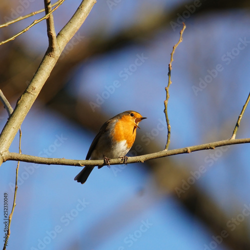 Eurasian robin singing