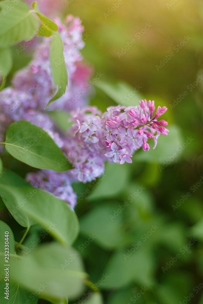 Lilac Syringa vulgaris in the spring park. Soft selective focus. Copy space Lilac Syringa vulgaris in the spring park. Soft selective focus. Copy space