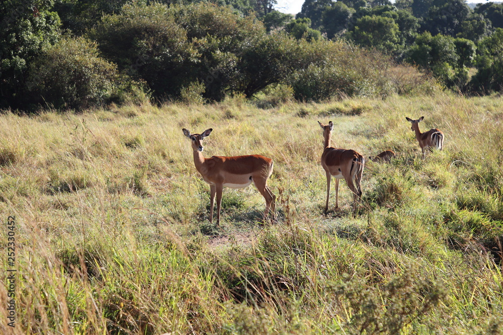 Group of female Impalas in the Masai Mara Group of female Impalas in the Masai Mara