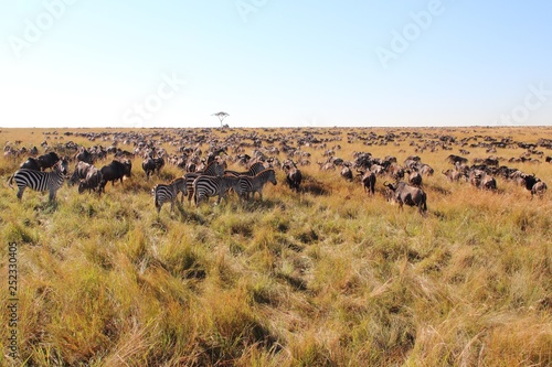 Great migration in the Maasai Mara