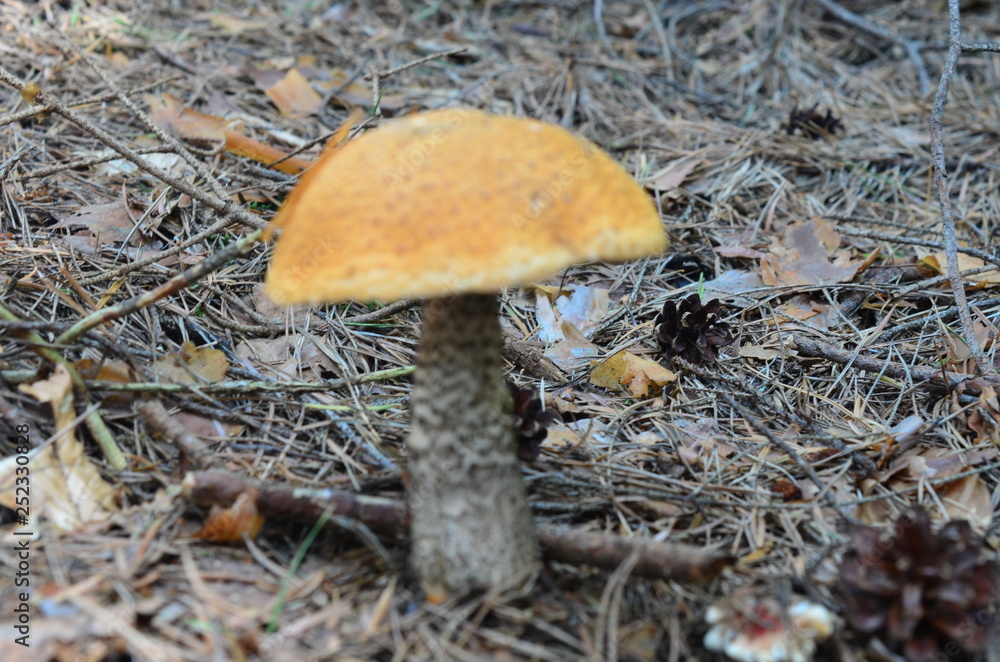 Edible fungi. Edible fungi.