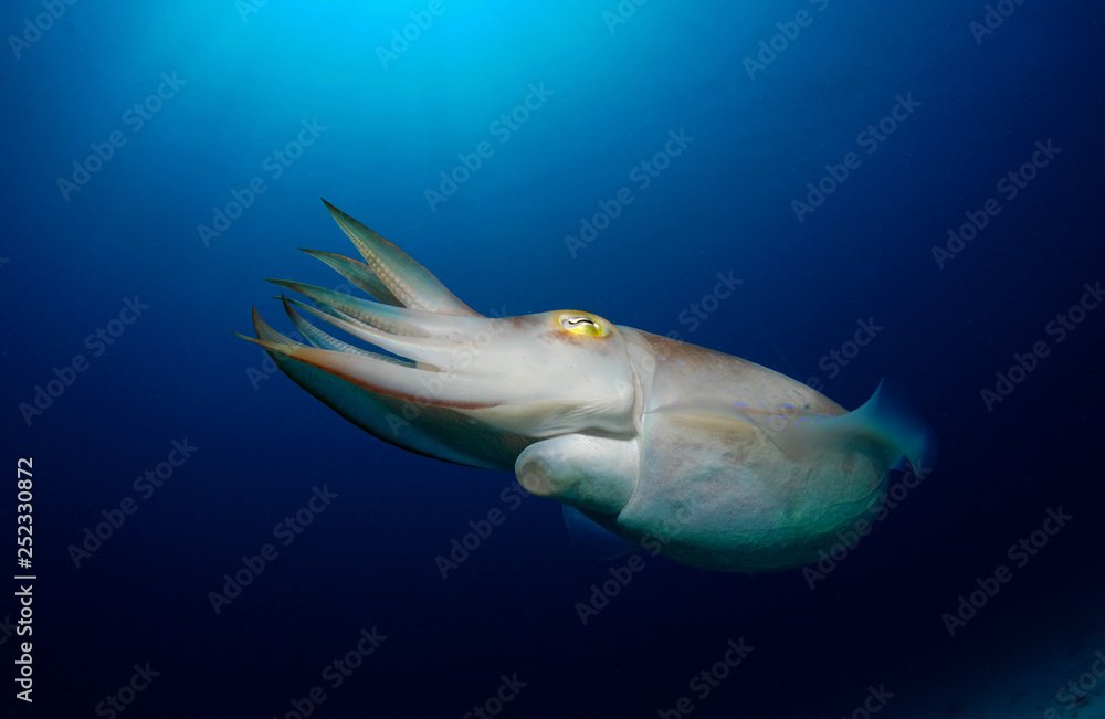 Amazing underwater world - Broadclub cuttlefish - Sepia latimanus. Wide angle underwater photography.