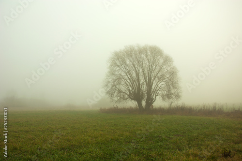Large willow tree growing in a meadow in the fog