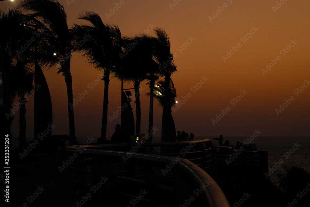 shadows of tropical palm trees