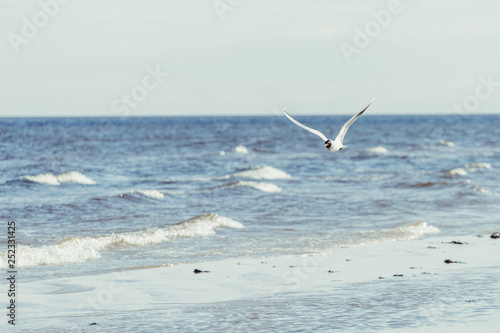 Flying seagull on the coast of ocean  water waves background