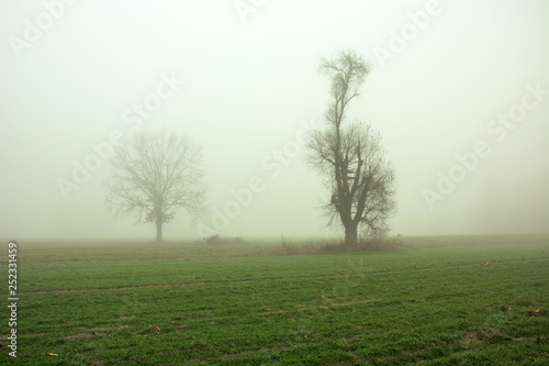 Trees in the mist growing on a field