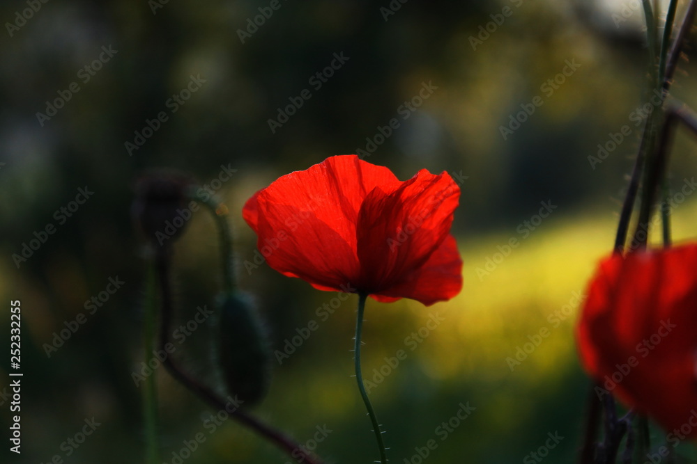 Obraz premium czerwone maki w polu