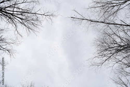 View from below through the branches of the cloudy sky bright.