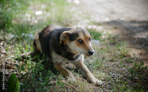 Beautiful dog on nature with sad eyes. Domestic animals in the nursery. Stock photo