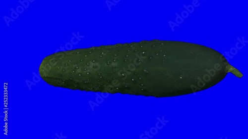 Realistic render of a rotating pickling cucumber on blue background. The video is seamlessly looping, and the 3D object is scanned from a real cucumber. photo