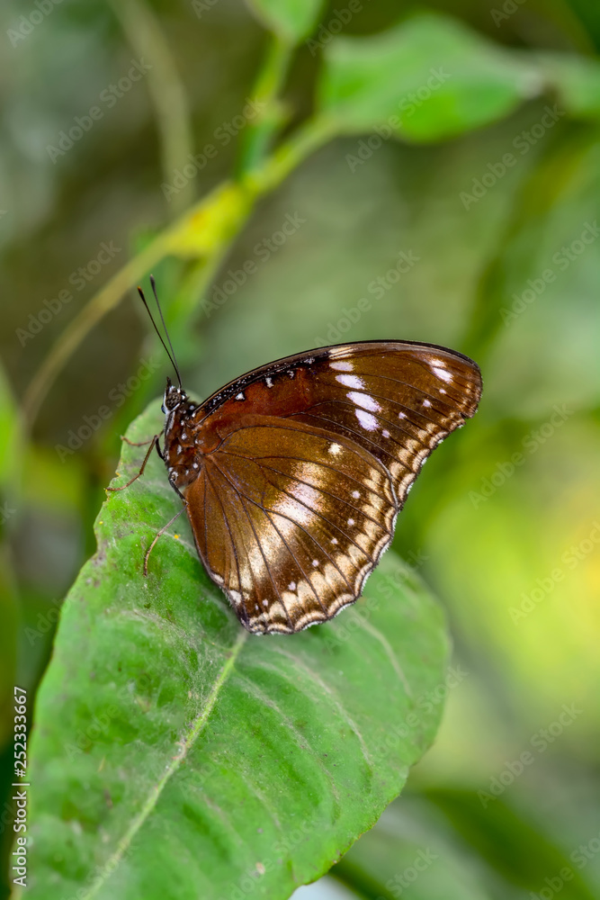 Closeup beautiful butterfly sitting on flower. Eggfly Closeup beautiful butterfly sitting on flower. Eggfly