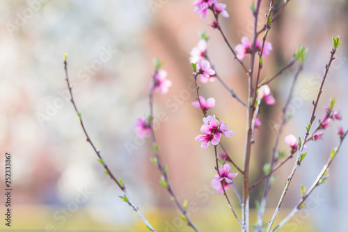 Beautiful blooming spring peach branch with blurred bokeh background, copy space