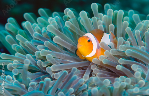 Photography Incredible underwater world - Nemo fish. Macro photography.