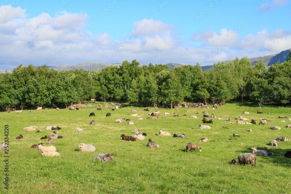 Flock of sheep in field