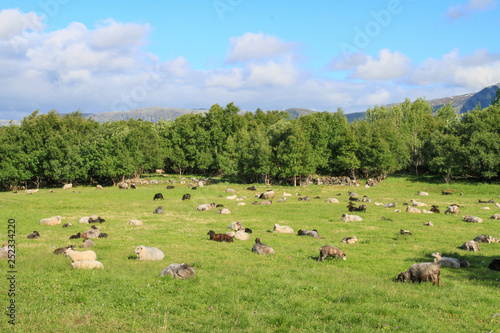 Flock of sheep in field © Gunnar E Nilsen