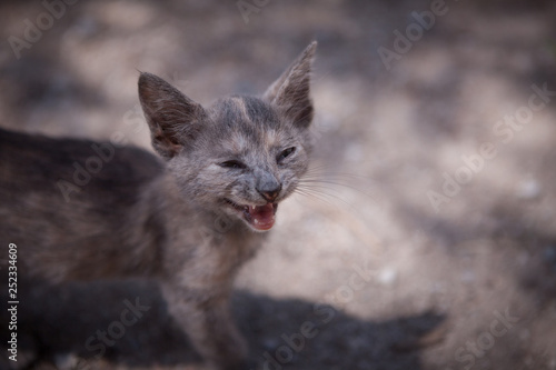 Young cat from the street raises his head and hisses. Focus on head. Depth of fields and sunny atmosphere.