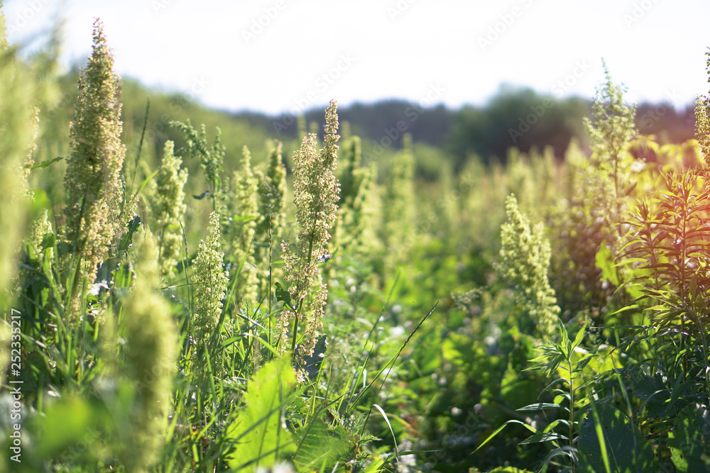 Different weeds on the green field. Meadow, pasture in spring on a sunny day. Stock background, photo Different weeds on the green field. Meadow, pasture in spring on a sunny day. Stock background, photo