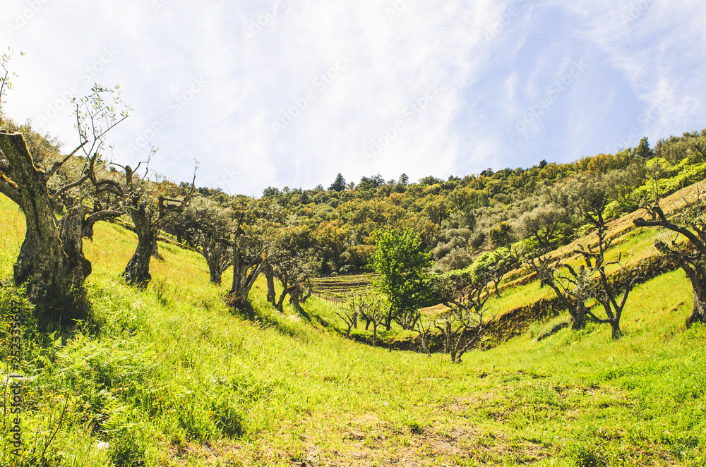 vineyards in hills in portugal