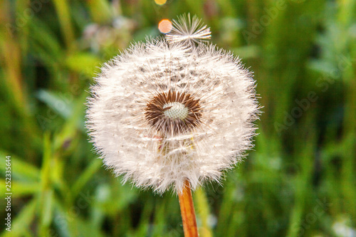 Dandelion seeds blowing in wind in summer field background. Change growth movement and direction concept. Inspirational natural floral spring or summer garden or park. Ecology nature landscape