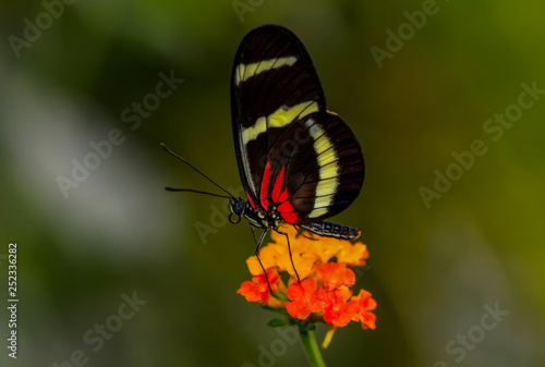 Closeup   beautiful butterfly sitting on flower.  hewitsoni 