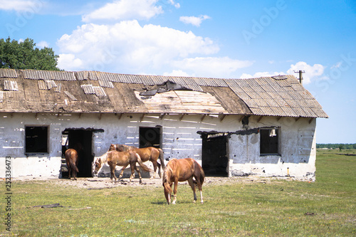 Group of horses near the sacking. sabroshenaya farm with animals. Stock background, photo