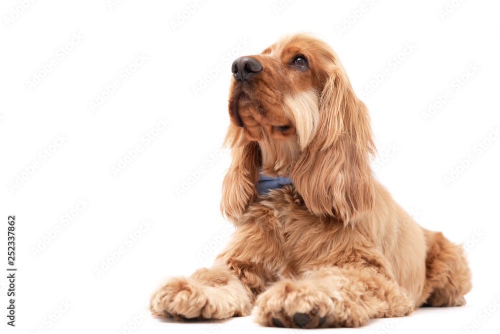 Cocker Spaniel photoshoot laying down with bow tie isolated on white background