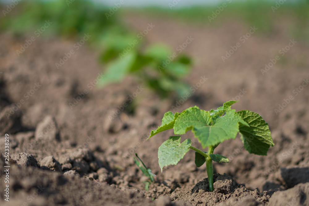 Farm garden with young cups of cucumbers. A field with a great harvest of vegetarian food. Stock background, photo Farm garden with young cups of cucumbers. A field with a great harvest of vegetarian food. Stock background, photo