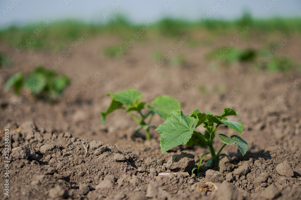Farm garden with young cups of cucumbers. A field with a great harvest of vegetarian food. Stock background, photo Farm garden with young cups of cucumbers. A field with a great harvest of vegetarian food. Stock background, photo