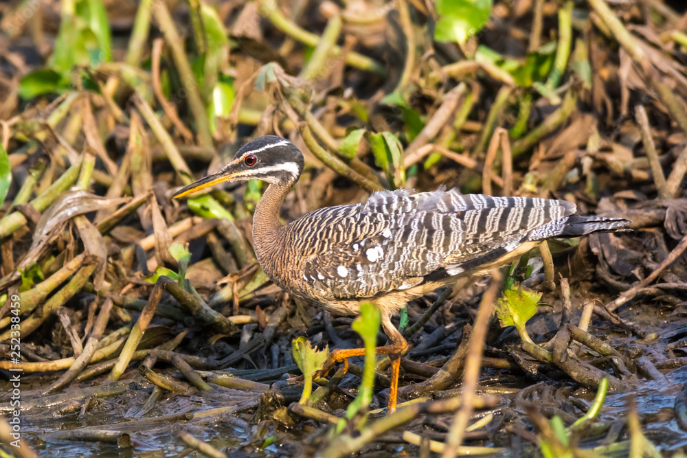 Sunbittern, in a jungle environment, Pantanal Brazil Sunbittern, in a jungle environment, Pantanal Brazil