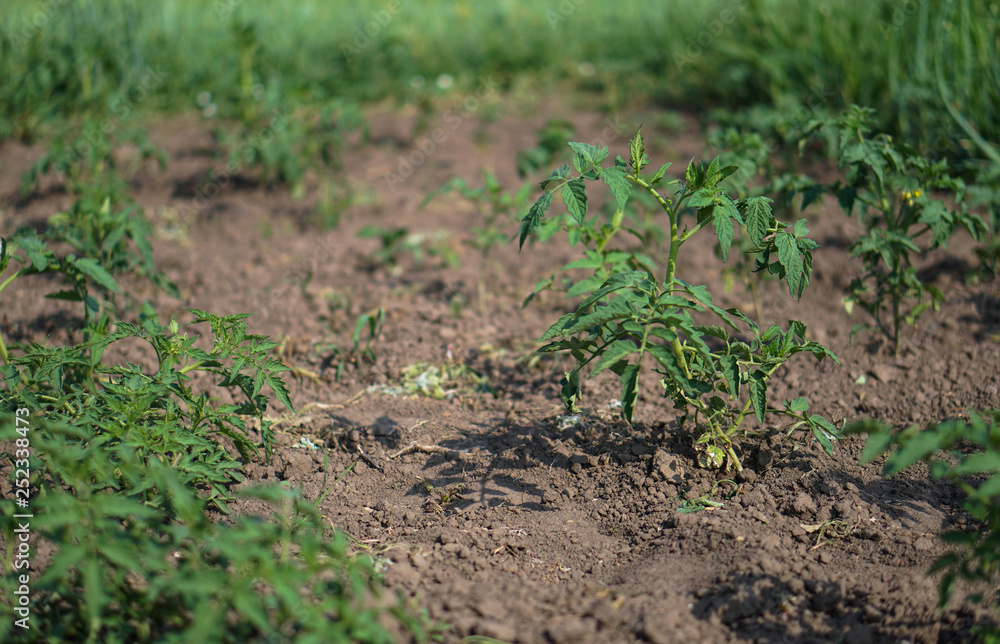 Sprouts of a new tomato plant. Natural farming. Stock background, photo Sprouts of a new tomato plant. Natural farming. Stock background, photo