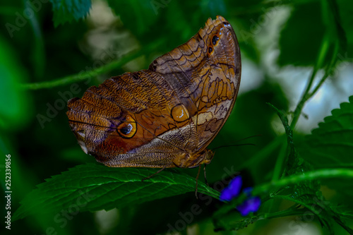 Closeup beautiful butterfly sitting on flower.