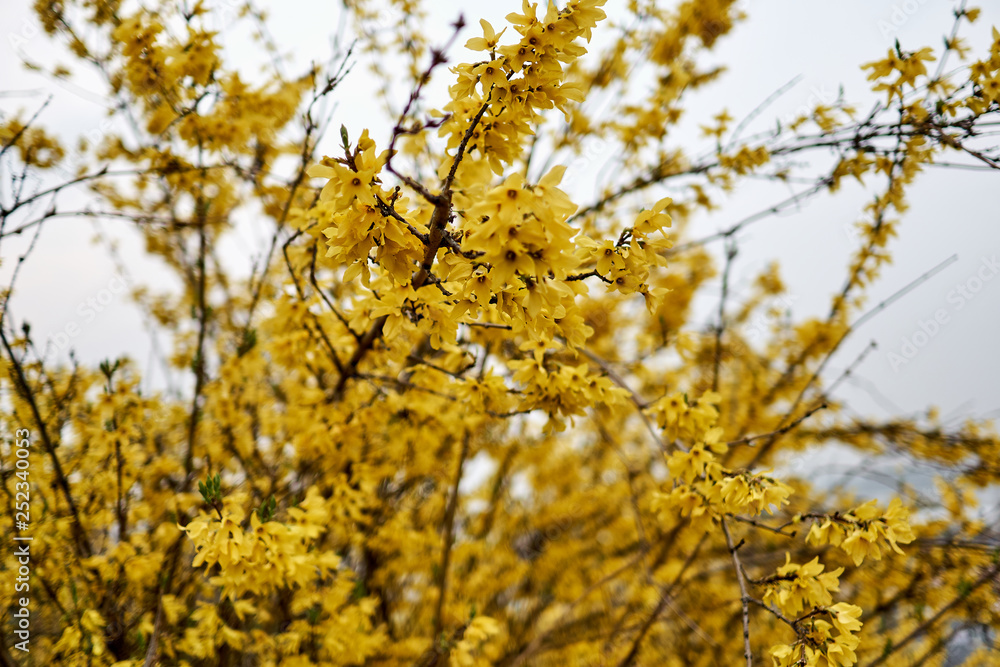 A close-up of forsysthia during spring time in South Korea. A close-up of forsysthia during spring time in South Korea.
