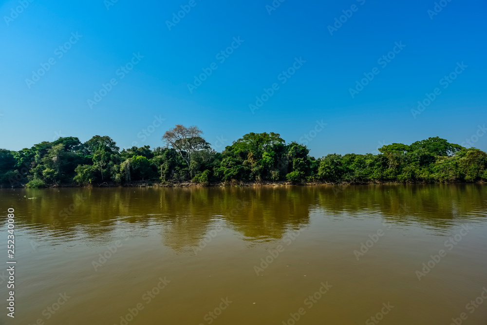 Fototapeta premium Pantanal forest ecosystem, Mato Grosso, Brazil