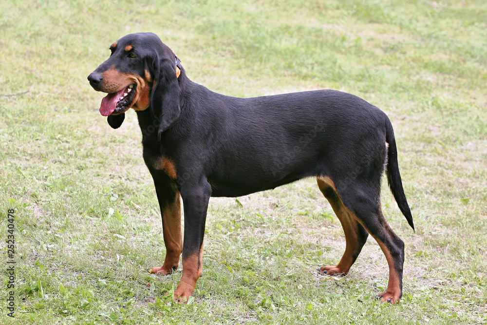 Portrait of Swiss Hound in the public park. Portrait of Swiss Hound in the public park.