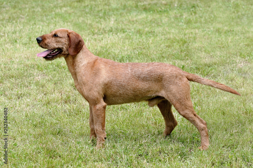 Portrait of Corse-haired Styrian Hound in the garden. Portrait of Corse-haired Styrian Hound in the garden.