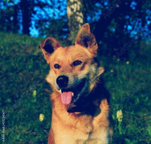 portrait of dog