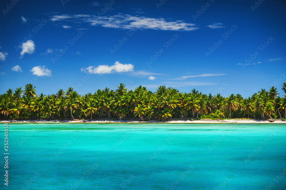 Palm and tropical beach in Punta Cana, Dominican Republic Palm and tropical beach in Punta Cana, Dominican Republic