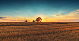 Combine harvester machine working in a wheat field at sunset. Lonely tree