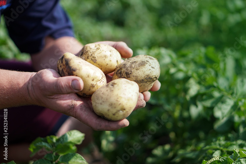 Farm garden with green potatoes during ripening. Vegetables in the hands of a farmer businessman. Stock background, photo.