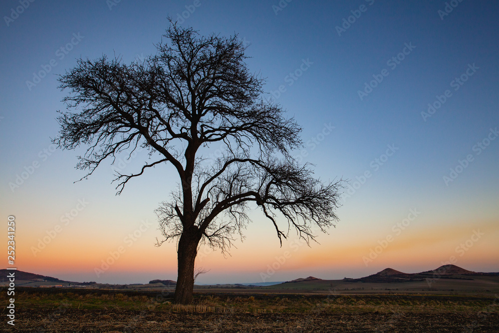 Lonely tree in Central Bohemian Uplands, Czech Republic.