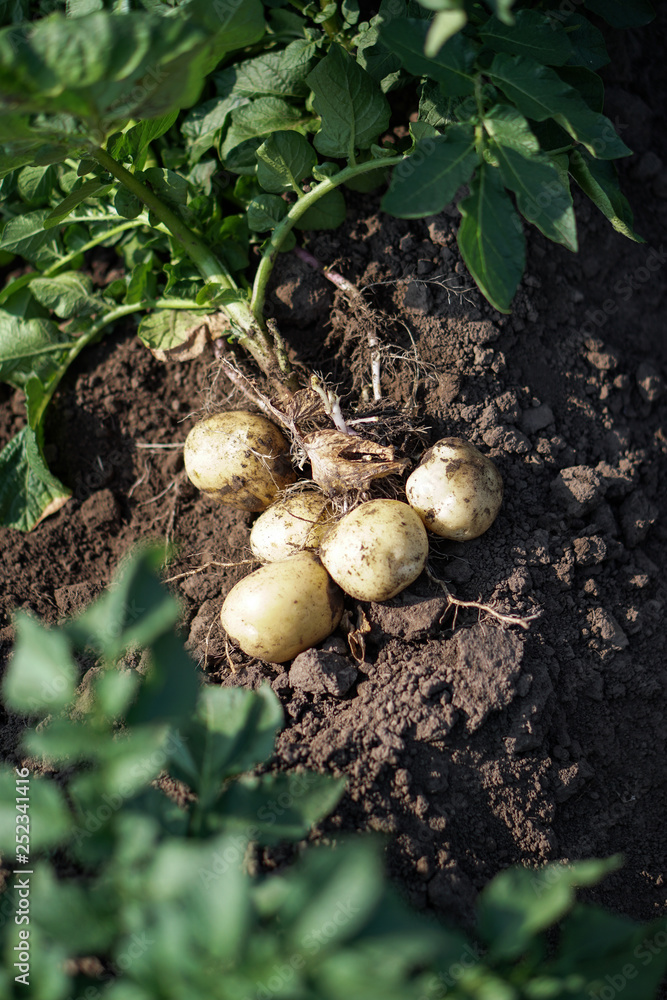Farm garden with green potatoes during ripening. Digging some vegetables, food for vegetarians. Stock background, photo. Farm garden with green potatoes during ripening. Digging some vegetables, food for vegetarians. Stock background, photo.