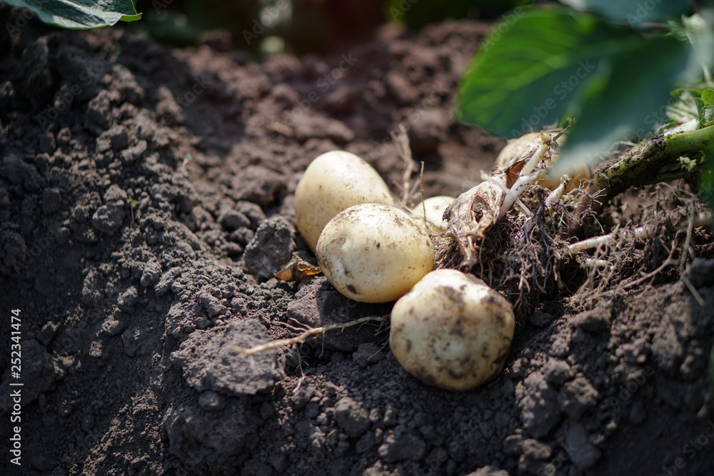 Farm garden with green potatoes during ripening. Digging some vegetables, food for vegetarians. Stock background, photo. Farm garden with green potatoes during ripening. Digging some vegetables, food for vegetarians. Stock background, photo.