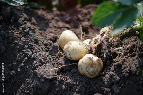 Farm garden with green potatoes during ripening. Digging some vegetables, food for vegetarians. Stock background, photo.